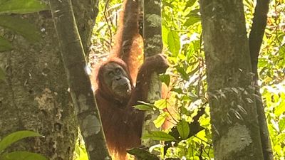 OPEN TRIP - START MEDAN: FULL DAY JUNGLE TREKKING AND RIVER TUBING BUKIT LAWANG - Image - 13762